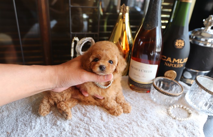 ティータイニープードル女の子♡のサムネイル