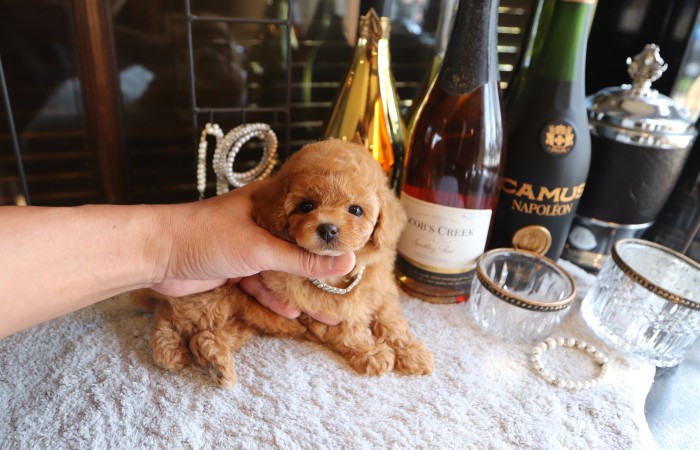 ティータイニープードル女の子♡のサムネイル