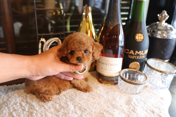 p*o様 ティーカッププードル 関西・近畿のティーカッププードルの子犬を探す｜ブリーダー直販