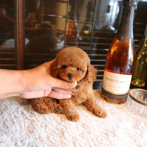 トイプードル トイプードル ♂A 250829生 251007撮影 - YouTube