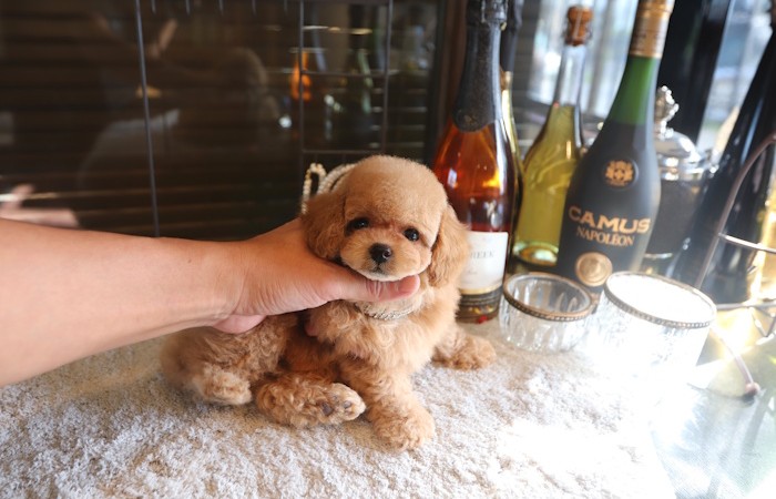 爆毛タイプドワーフ女の子♡のサムネイル