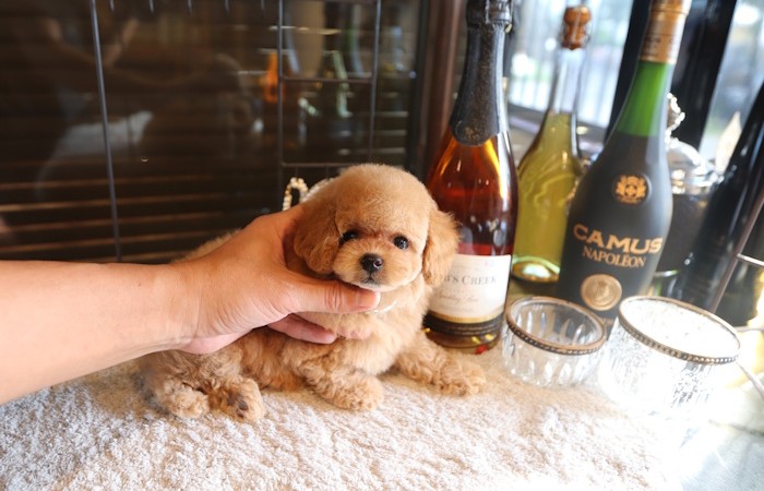 爆毛タイプドワーフ女の子♡のサムネイル