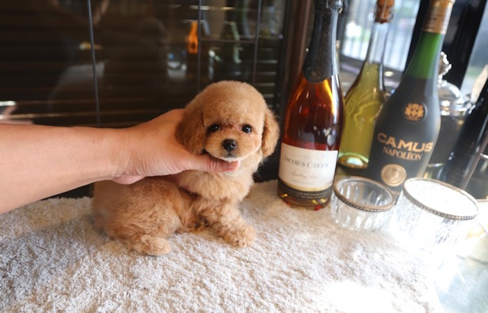 爆毛タイプドワーフ女の子♡のサムネイル