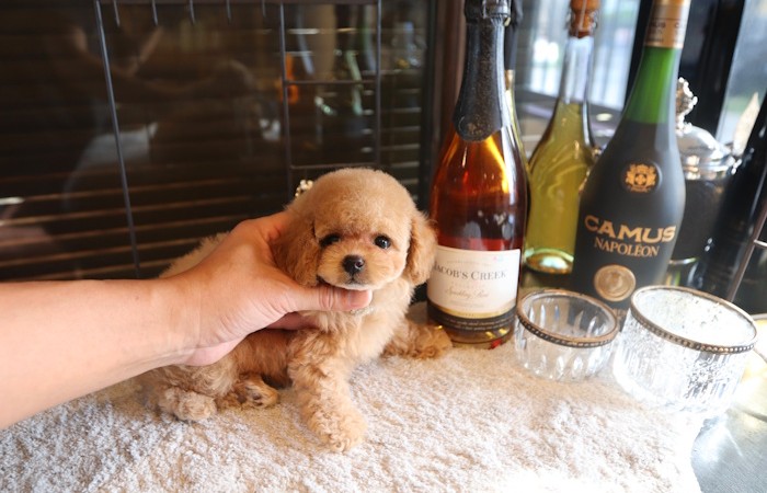 爆毛タイプドワーフ女の子♡のサムネイル