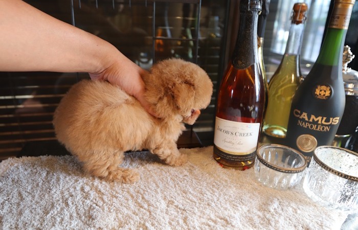 爆毛タイプドワーフ女の子♡のサムネイル