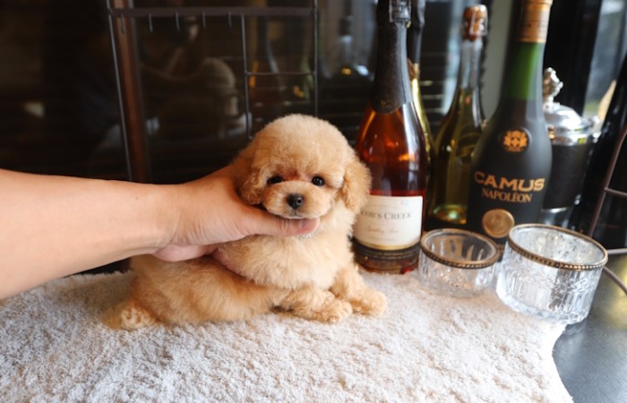 爆毛タイプのドワーフタイプ男の子☆のサムネイル