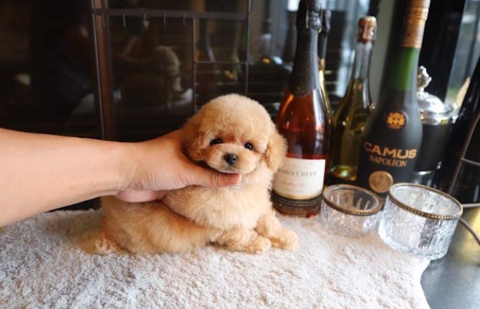 爆毛タイプのドワーフタイプ男の子☆のサムネイル