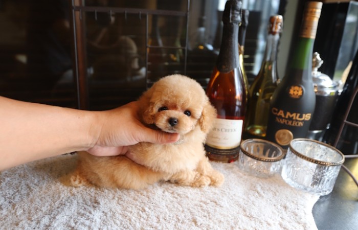 爆毛タイプのドワーフタイプ男の子☆のサムネイル