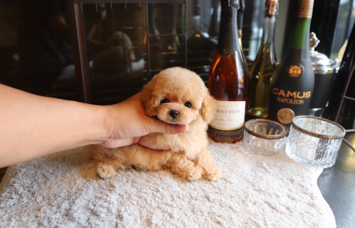 爆毛タイプのドワーフタイプ男の子☆のサムネイル