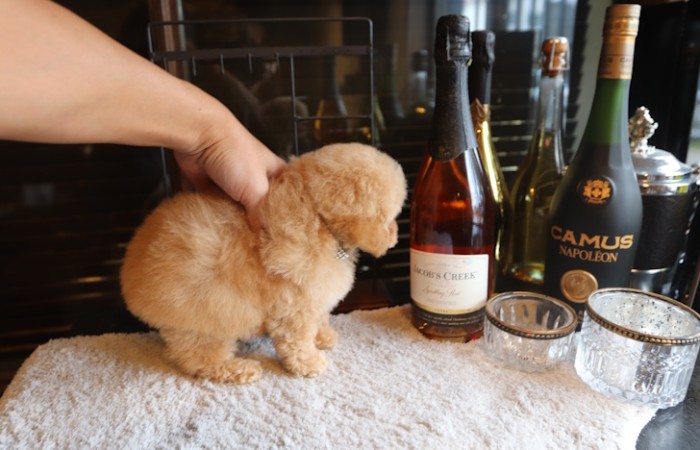 爆毛タイプのドワーフタイプ男の子☆のサムネイル