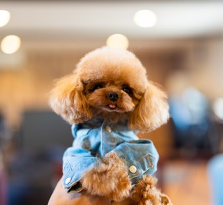 【埼玉県でティーカッププードルを探しているお客様へ♡】