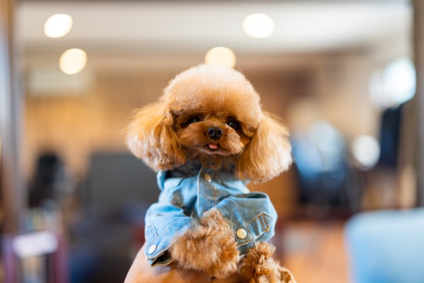 【埼玉県でティーカッププードルを探しているお客様へ♡】