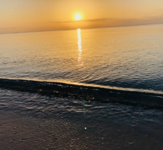 お迎え後の旅行はいつから？｜ワンちゃんと行く温泉旅のはじまりに必要なこと【TOYANGEL】