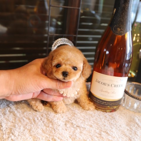 トイプー backend=imagemagick;version=1;