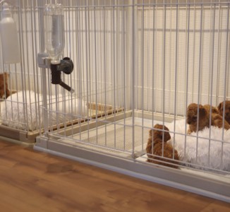 ２０２５年１０月２１日トイプードル、ティーカッププードル出産、未掲載情報