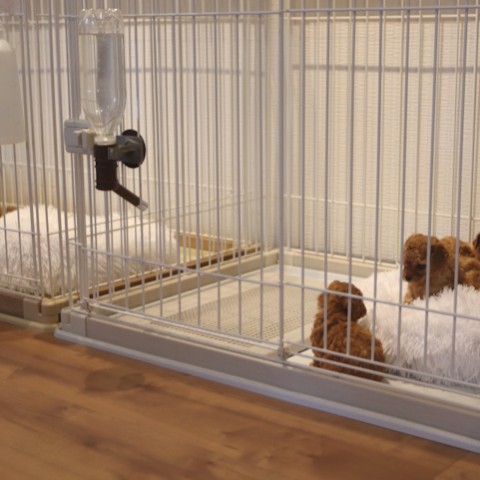 トイプードル ペットID : 1281】トイ・プードル（2023年08月07日 シルバー