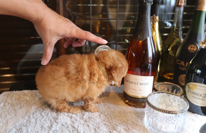 ティータイニープードル男の子のサムネイル