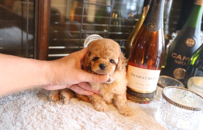 ティータイニープードル男の子のサムネイル