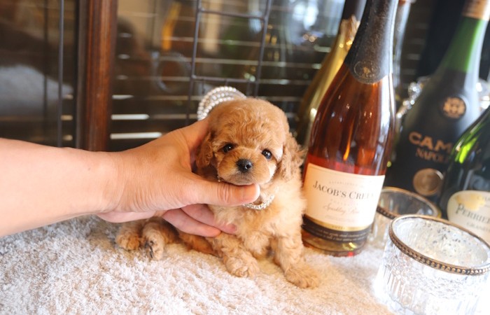 ティータイニープードル男の子のサムネイル