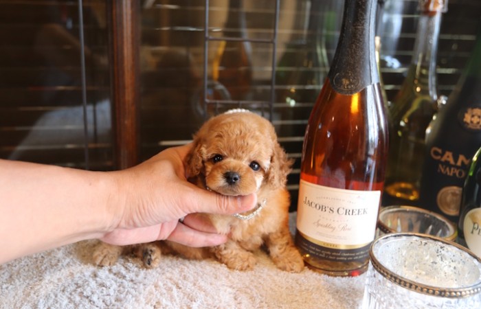 ティータイニープードル男の子のサムネイル