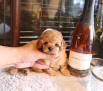 ティータイニープードル男の子