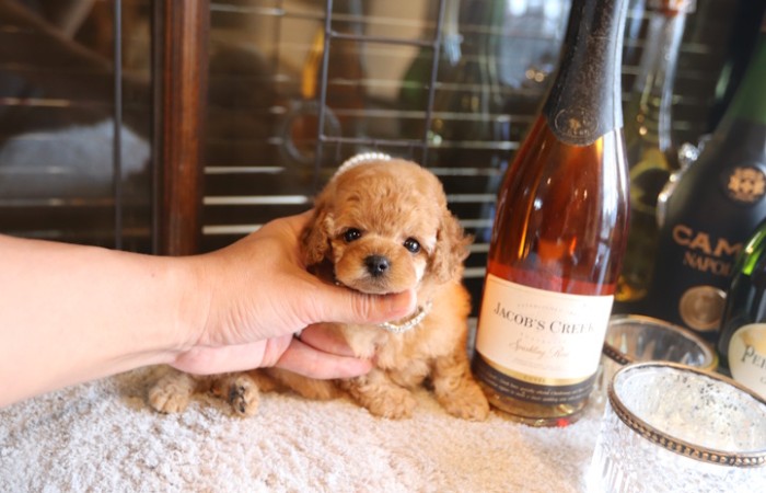 ティータイニープードル男の子のサムネイル