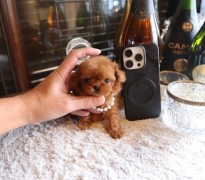 マイクロティーカッププードルレッドの女の子♡