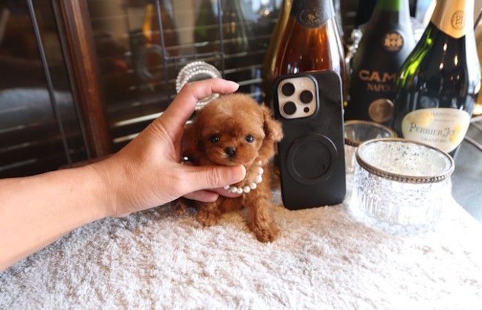 マイクロティーカッププードルレッドの女の子♡のサムネイル