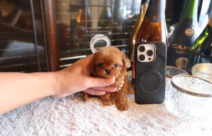 マイクロティーカッププードルレッドの女の子♡のサムネイル