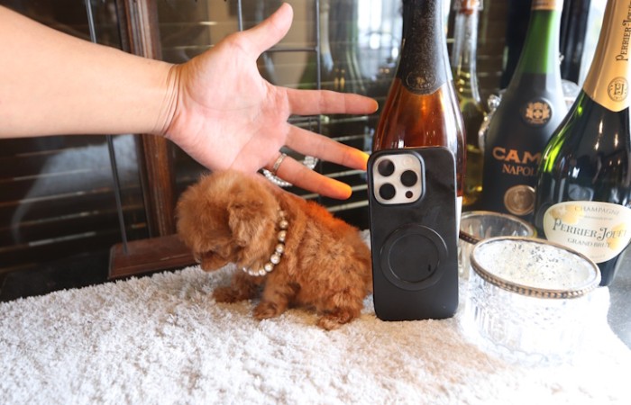 マイクロティーカッププードルレッドの女の子♡のサムネイル