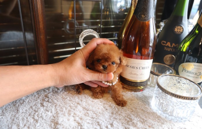 マイクロティーカッププードルレッドの女の子♡のサムネイル