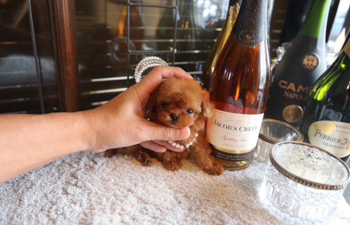 マイクロティーカッププードルレッドの女の子♡のサムネイル