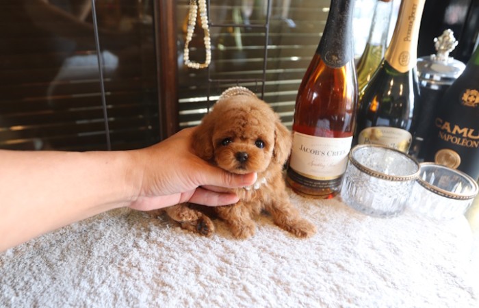 【販売中】モデルクラスティーカッププードル女の子のサムネイル