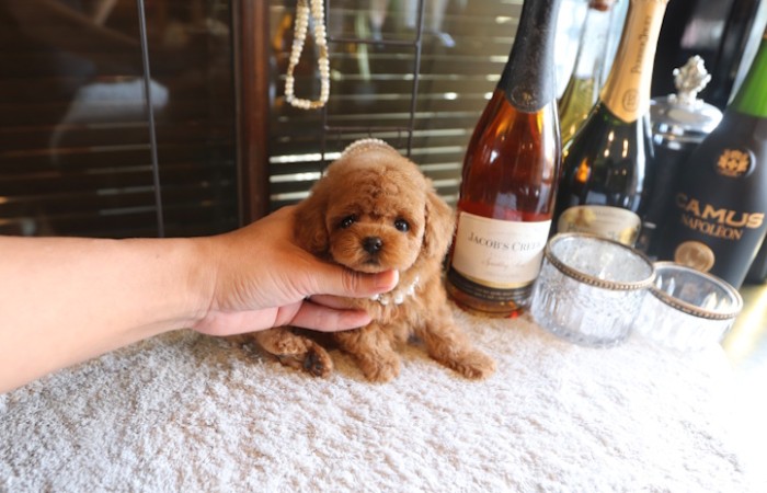 【販売中】モデルクラスティーカッププードル女の子のサムネイル