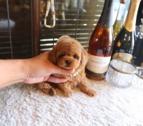 【販売中】モデルクラスティーカッププードル女の子