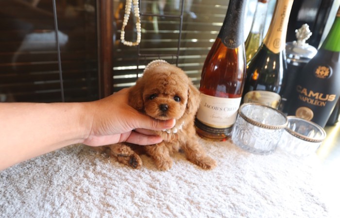 【販売中】モデルクラスティーカッププードル女の子のサムネイル