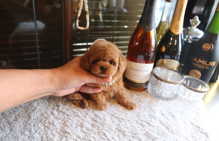 【販売中】モデルクラスティーカッププードル女の子のサムネイル