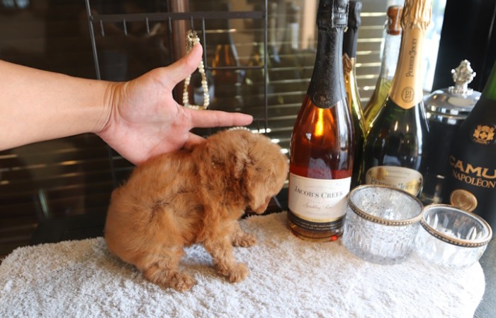 【販売中】モデルクラスティーカッププードル女の子のサムネイル