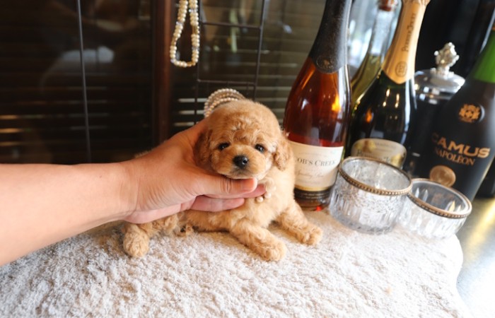 【販売中】ティータイニープードル女の子♡のサムネイル