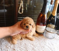 【販売中】ティータイニープードル女の子♡