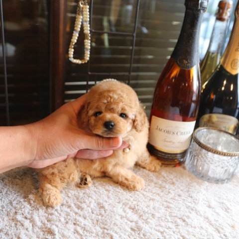 トイプードル仔犬一覧 | TOYANGEL