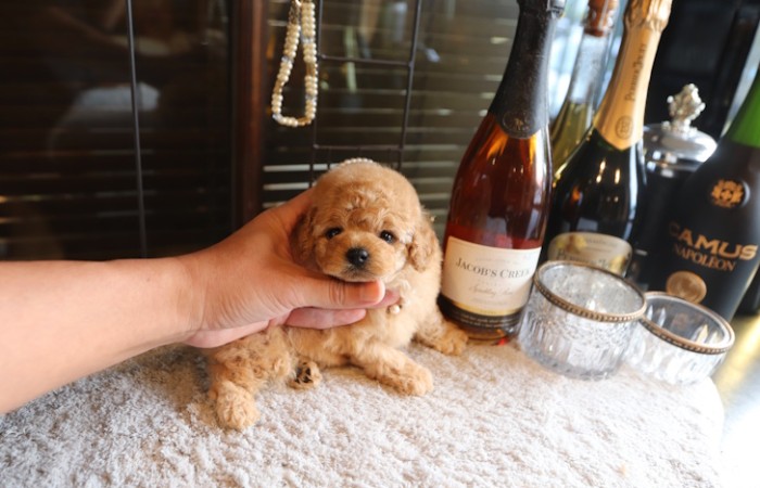 【販売中】ティータイニープードル女の子♡のサムネイル