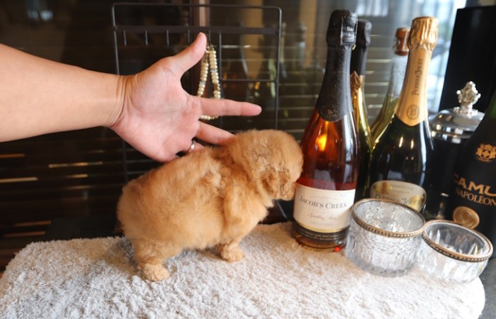 【販売中】ティータイニープードル女の子♡のサムネイル