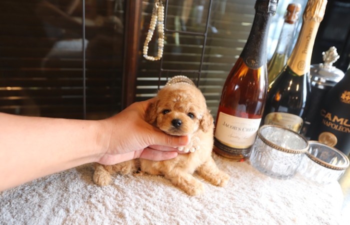 【販売中】ティータイニープードル女の子♡のサムネイル