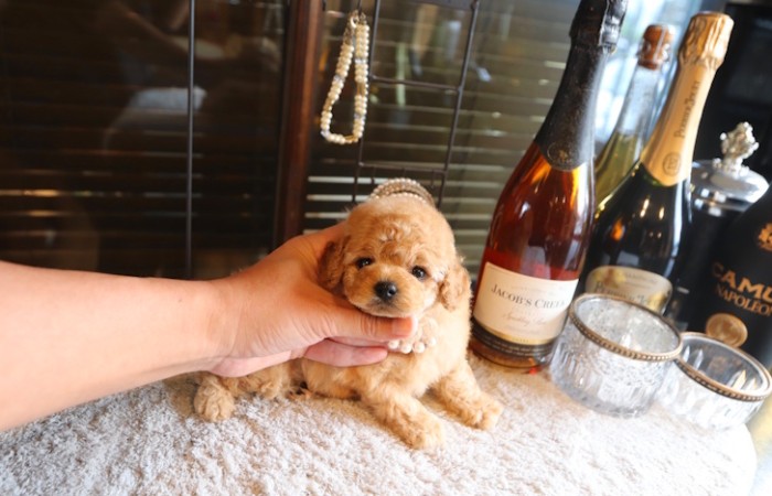 【販売中】ティータイニープードル女の子♡のサムネイル