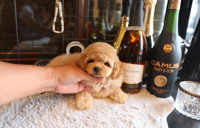 爆毛ドワーフタイプ女の子♡のサムネイル