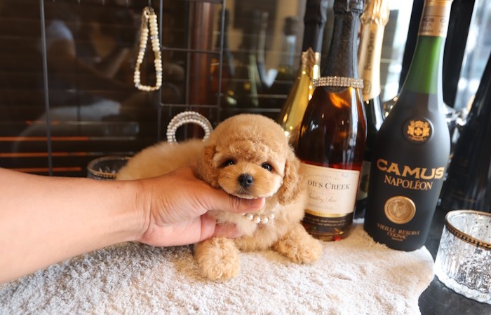 爆毛ドワーフタイプ女の子♡のサムネイル