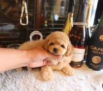 爆毛ドワーフタイプ女の子♡