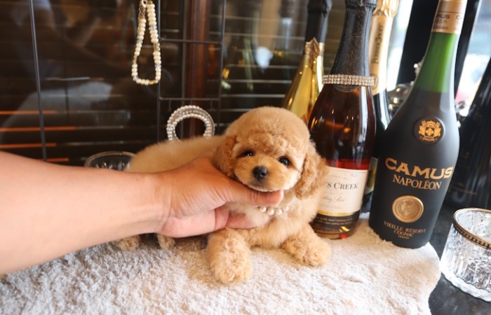 爆毛ドワーフタイプ女の子♡のサムネイル