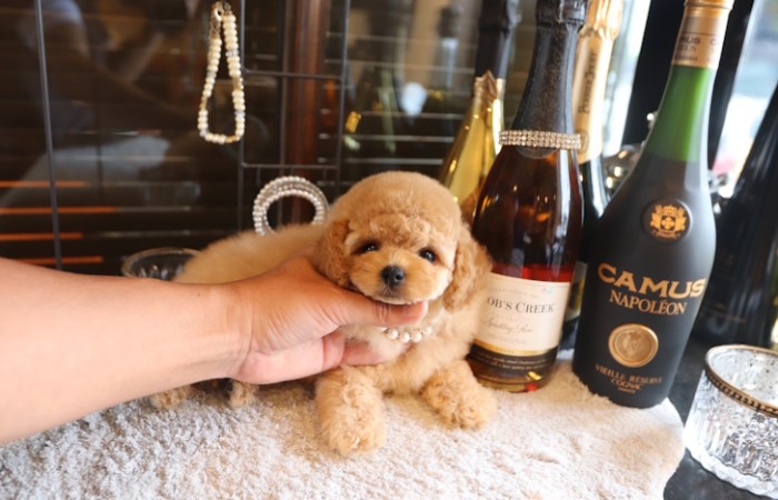 爆毛ドワーフタイプ女の子♡のサムネイル